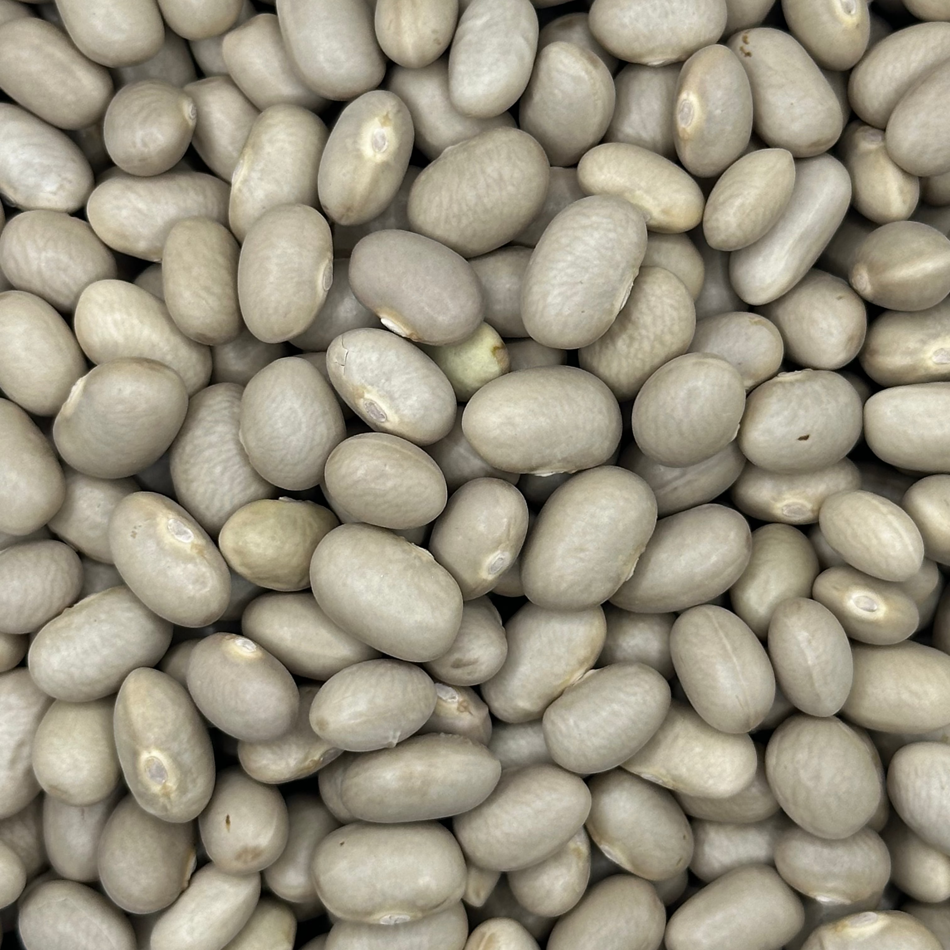 Porotos Tortola Limpio