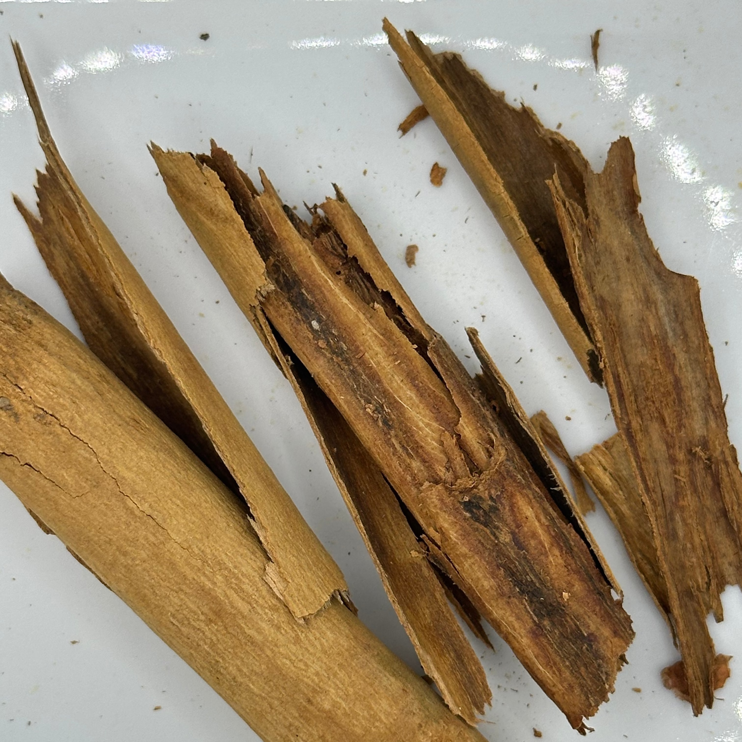 Canela Palo Corto