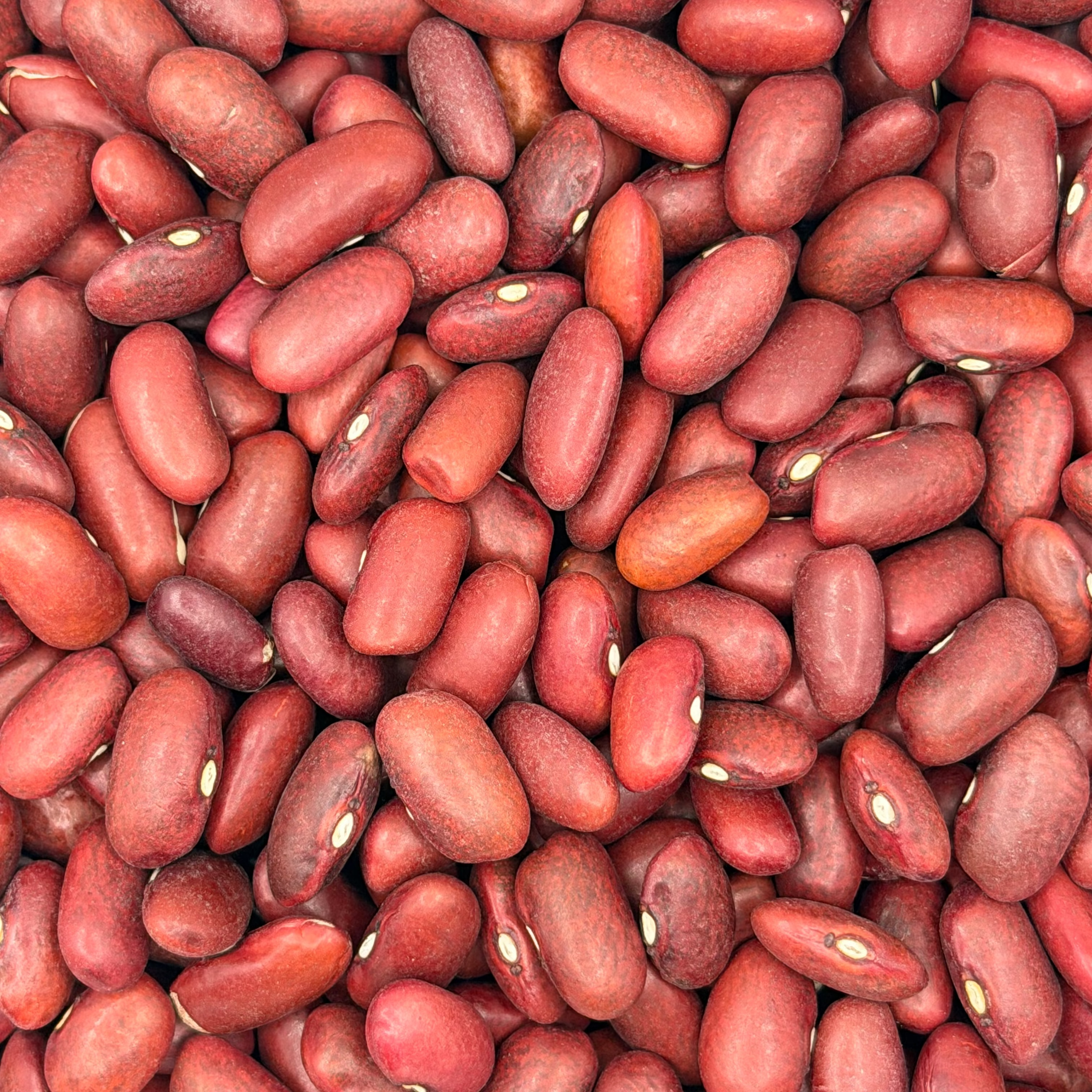 Porotos Rojos