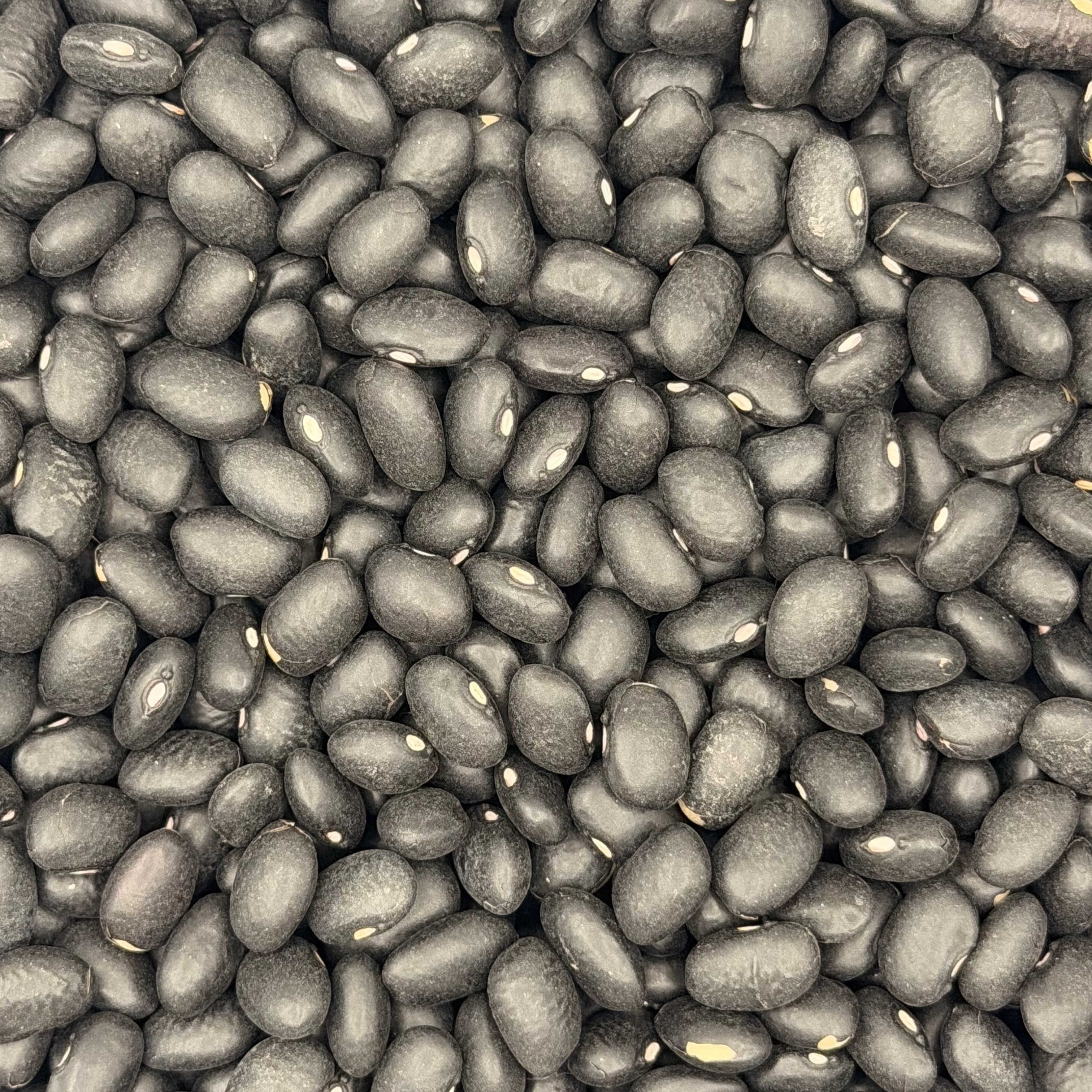 Porotos Negros
