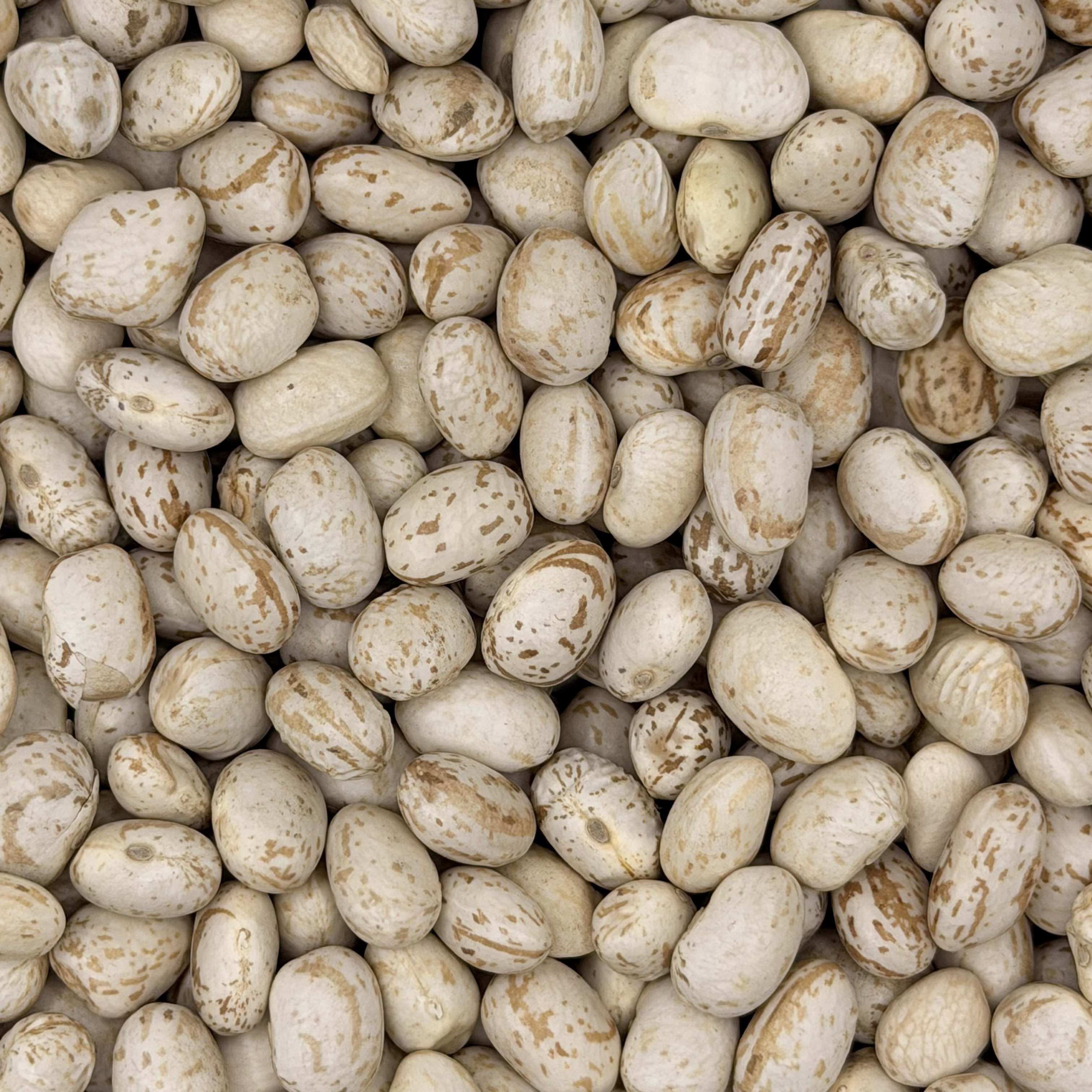 Porotos Cimarron