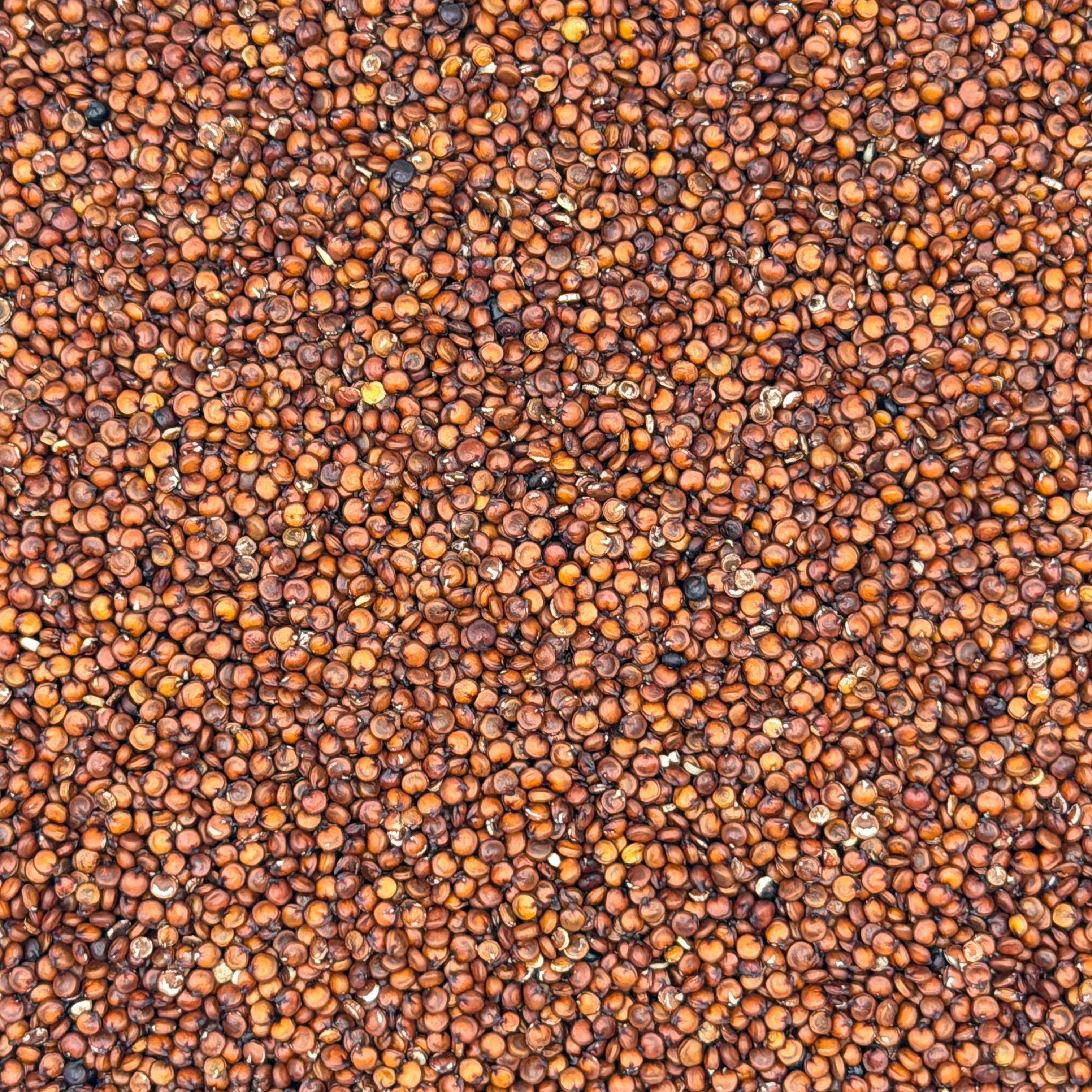 Quinoa Roja