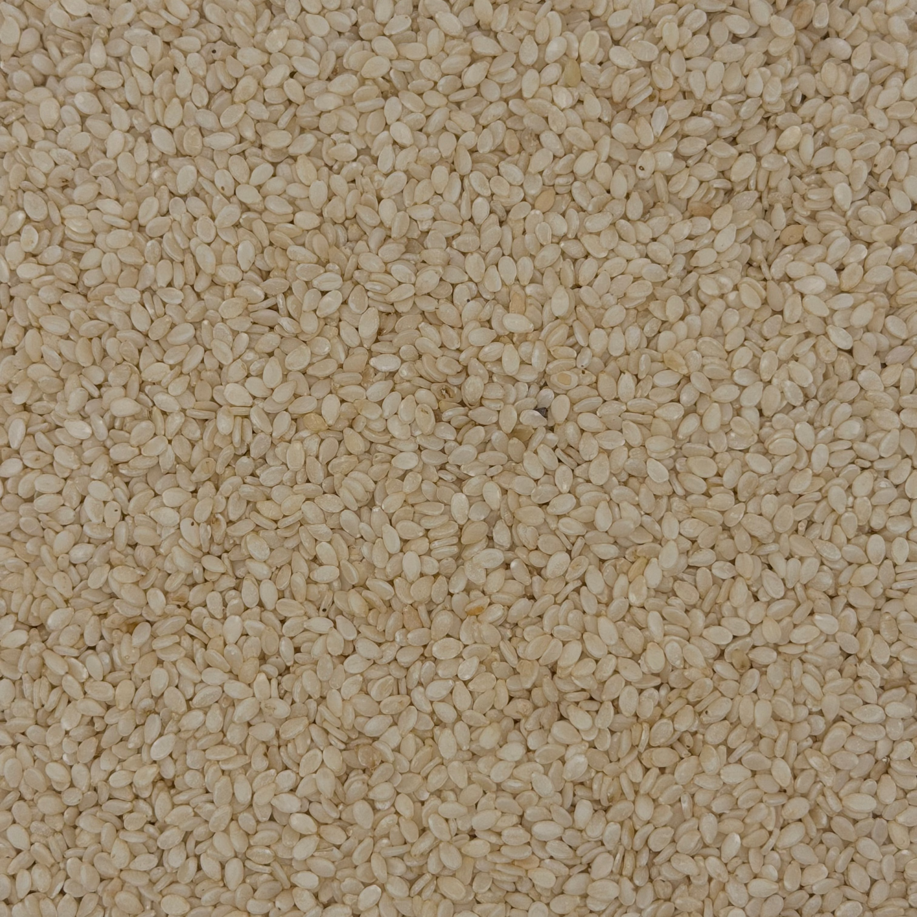 Sesamo Blanco